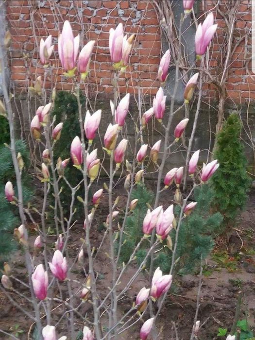 Plante ornamentale Tuia magnolia mesteacan