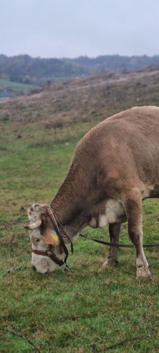 Vaca si vitea ( montata cu angus)