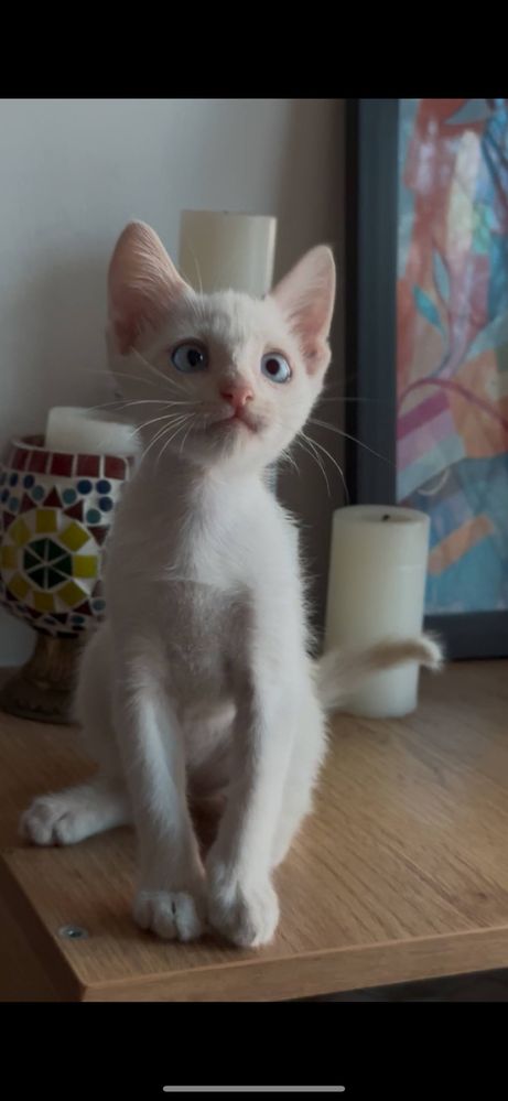 Отдам котенка очень красивый!