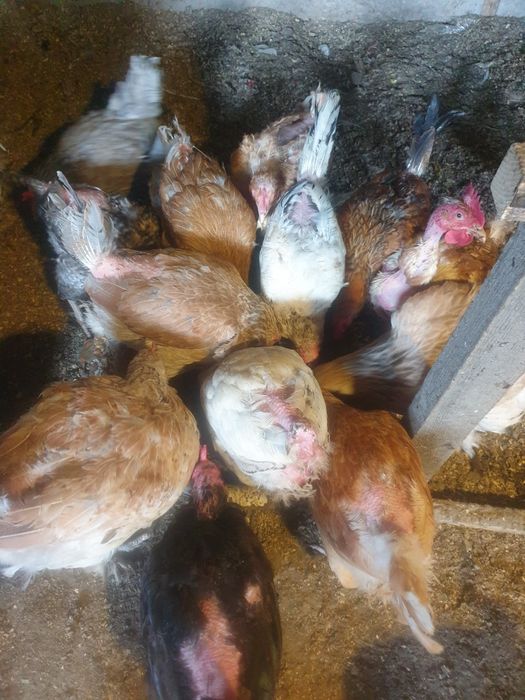 Продам домашних кур