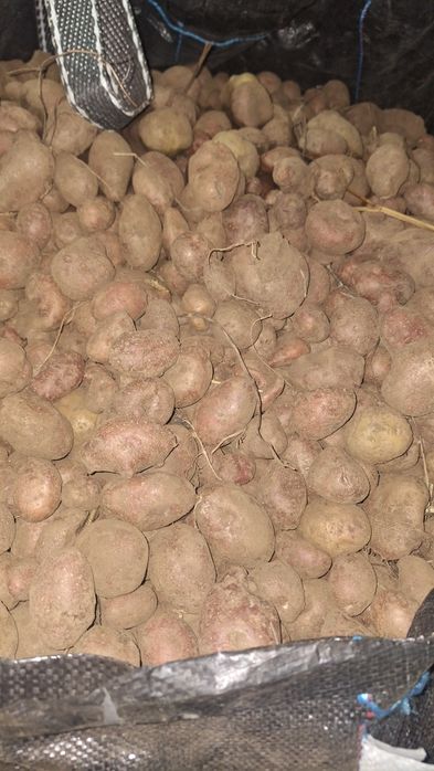 Vând cartofi roșu nesortati 0.60