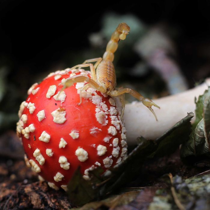 Скорпионы Оlivierus Gorelovi