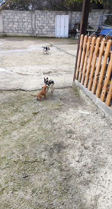 Продавам кучета Чихуахуа