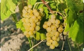 Producători ,vindem struguri de vin prod,2025