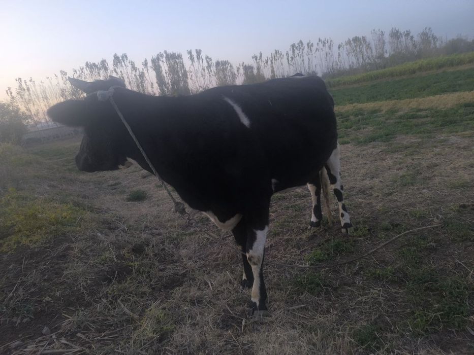 Ona bola mol, bolasi 4 oylik