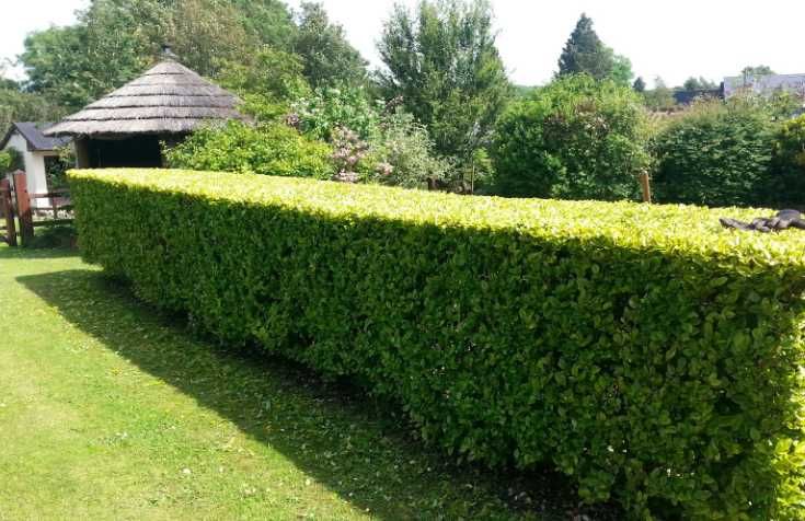 Gard viu Natural din Ligustrum , Ovalifolium !