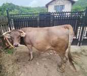 Vaca cu vițel in burtă.