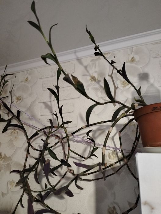 Распродажа комнатных цветов