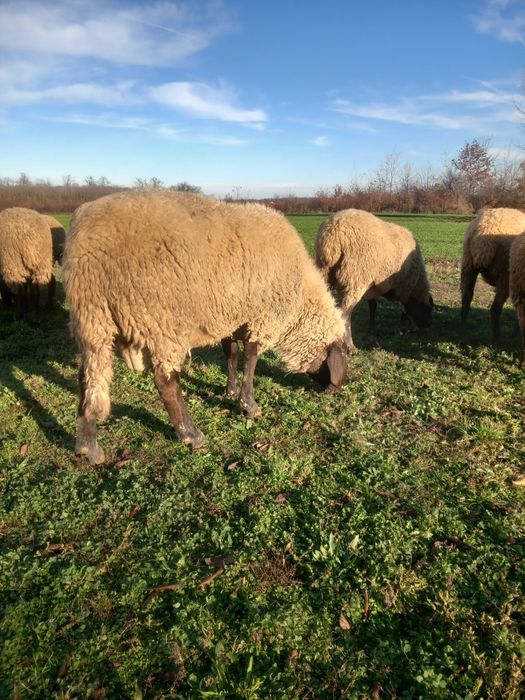 Vind berbec carabasi