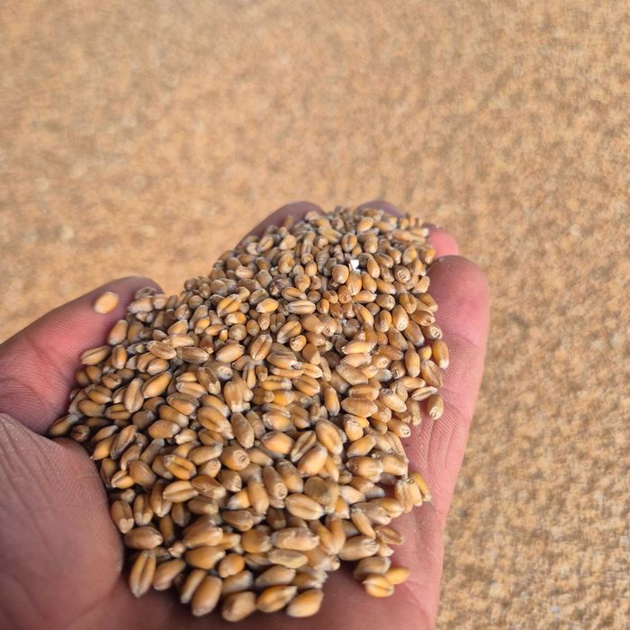 Vand grâu  productie 2025