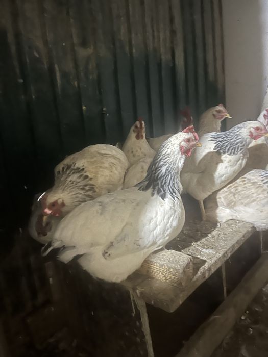 Қораз тауықтарымен сатылады