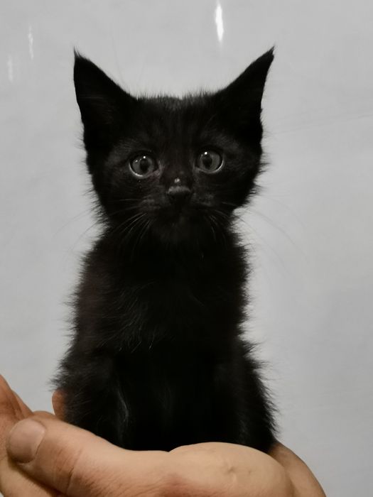 Котята в хорошие добрые руки