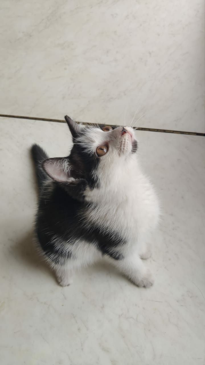 Ищет дом котенок мальчик 2 мес.!