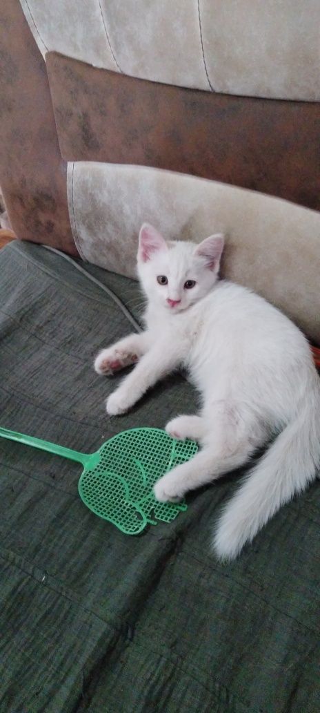 продаётся  котенок
