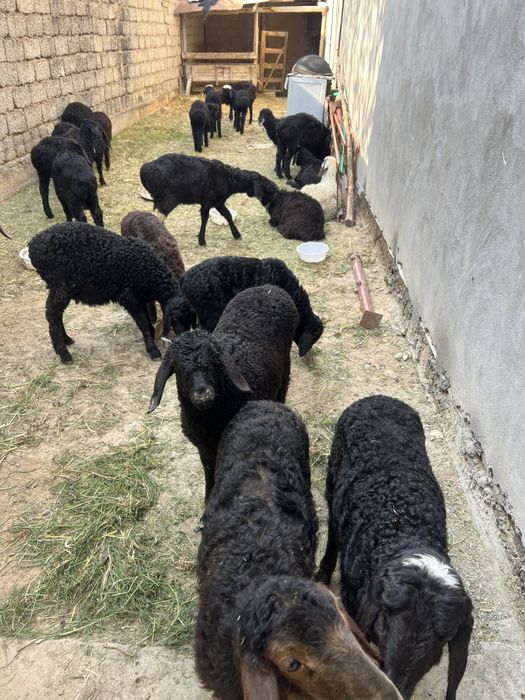 Qozichoqla sotiladi 2oylidan 4oyligacha