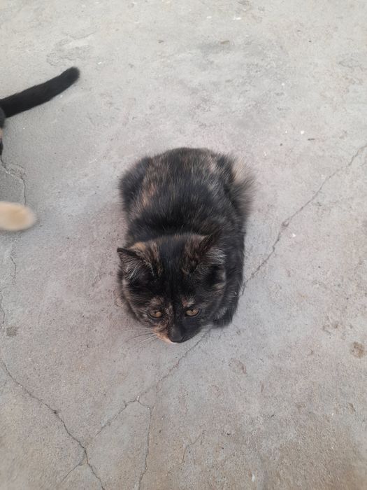 Отдаю бесплатно красивых котят