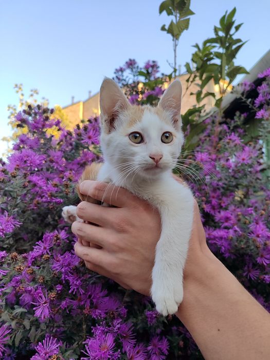 Домашние котята, в хорошие руки