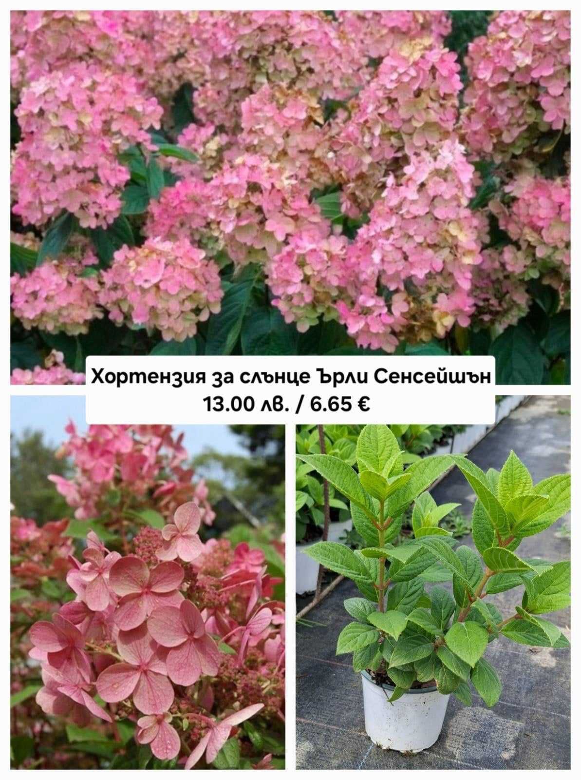 Хортензия за слънце / паникулата