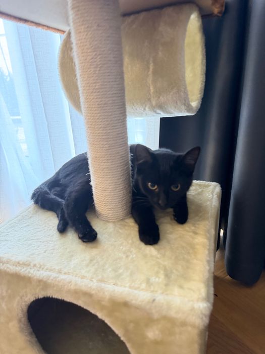 Donez Pisici Vaccinate și Deparazitate