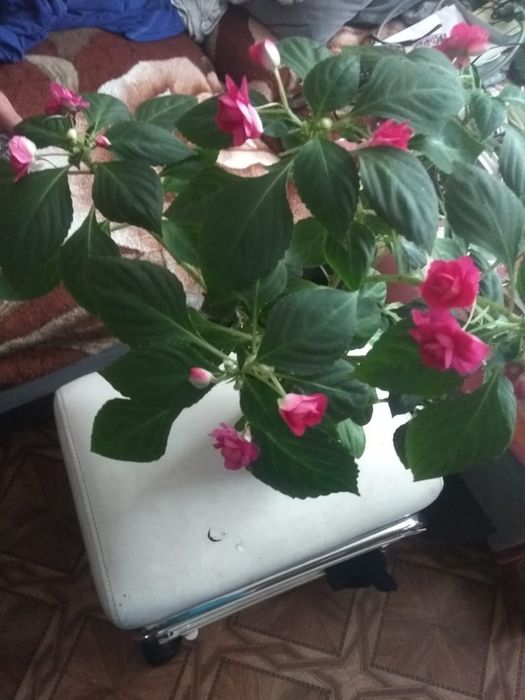 Продам цветы комнатные, разные