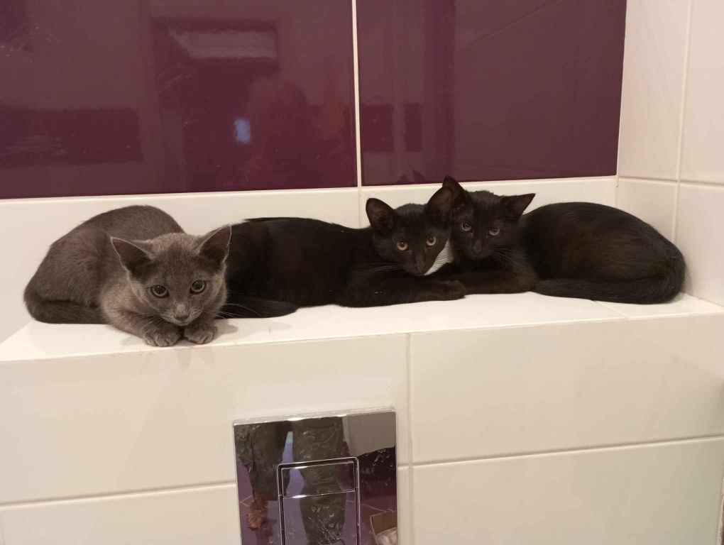 Подарявам 3 котенца
