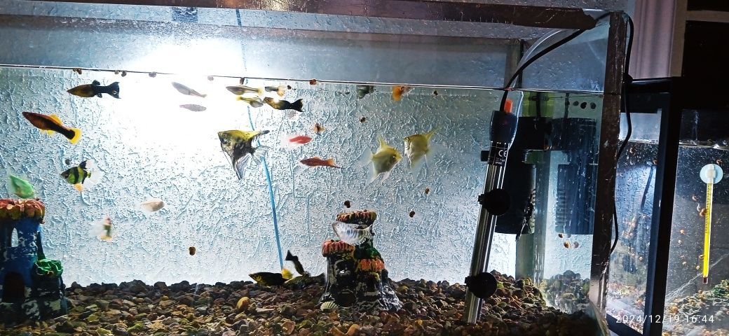 Продам аквариум с рыбками. Аквариум сотилади баликлари билан