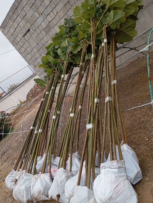 *ПАВЛОВНИЯ көшеттері сатылады.Суыққа төзімді болады.Көлеңке тез береді