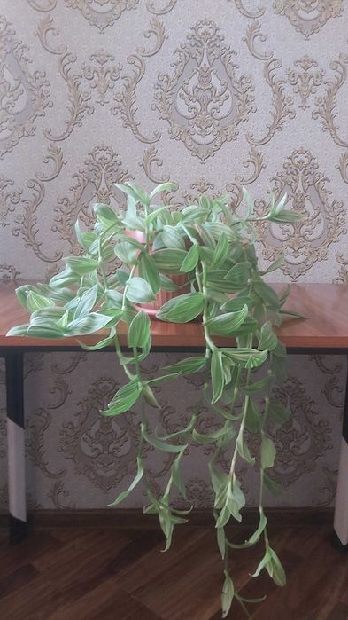 Комнатные цветы Традесканция зебрина