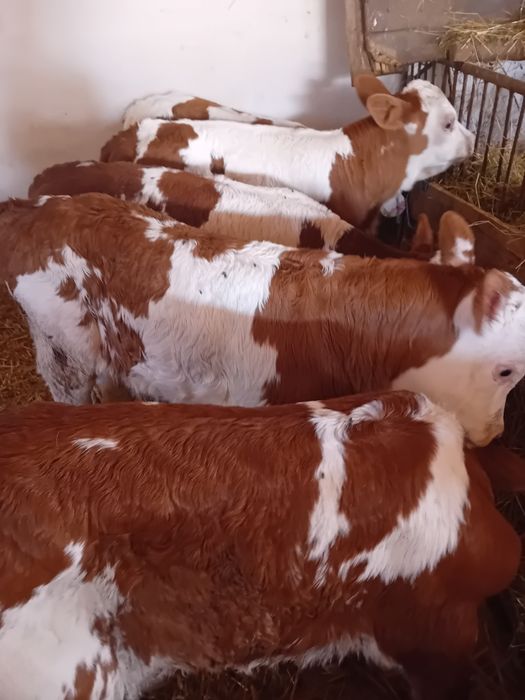 Taurasi și vitele baltate