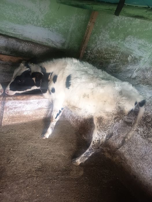 De vânzare vițică 5 luni