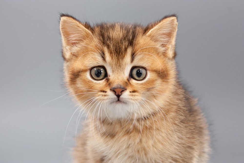 Canon 450D фотоапарат + два обектива и аксесоари Канон