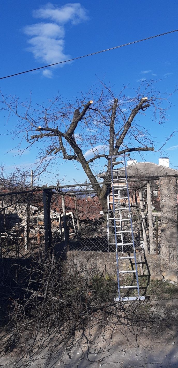 Рязане на дърва за огрев , проваляне на опасни дървета