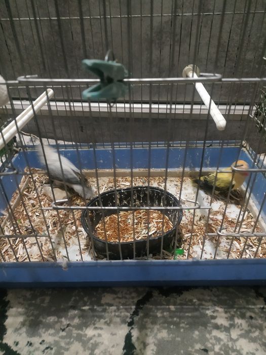 Тоти  куш сотилади.