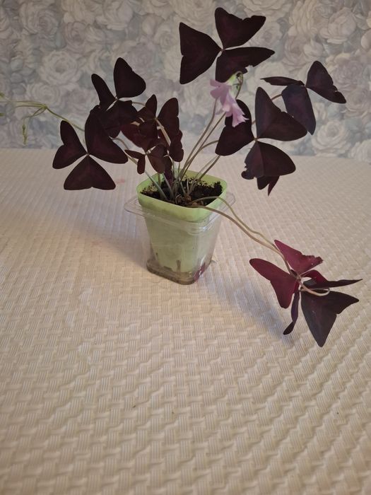 Продам кислицу,  бабочки