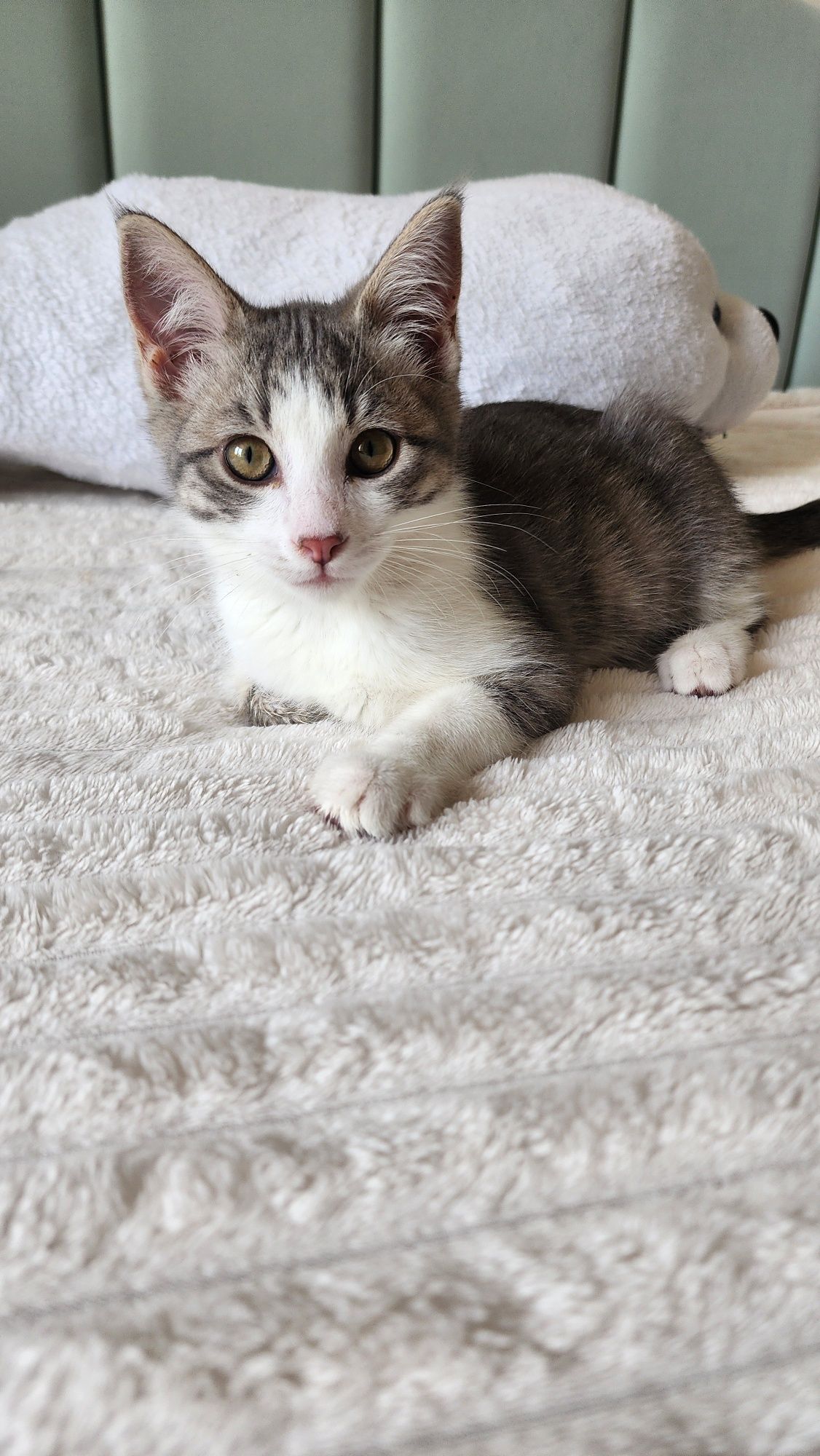 Котёнок мальчик Отдам БЕСПЛАТНО
