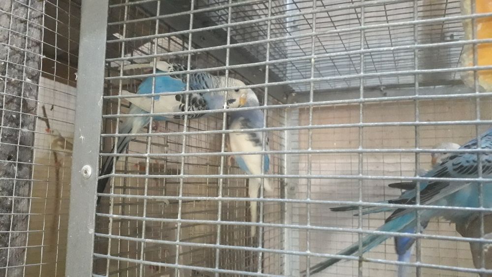 Попугай тути валнистий