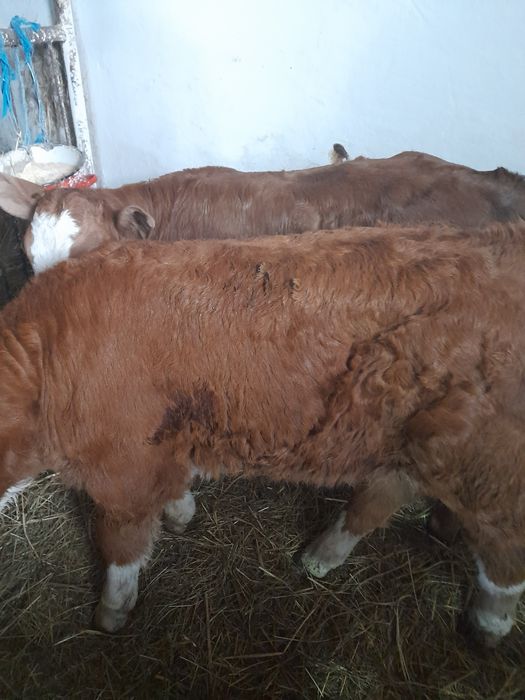 Taurasi si vitea baltati