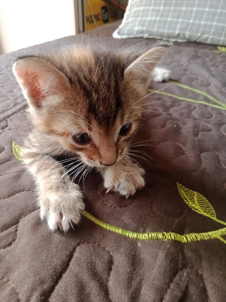 Отдам бесплатно котят