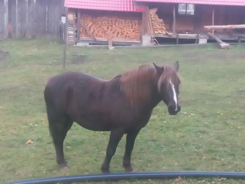 Vând cal 11 ani foarte cuminte