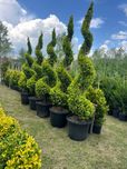 Plante ornamente