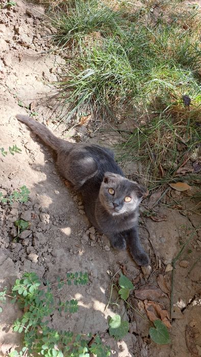 Продаётся пародистый котёнок
