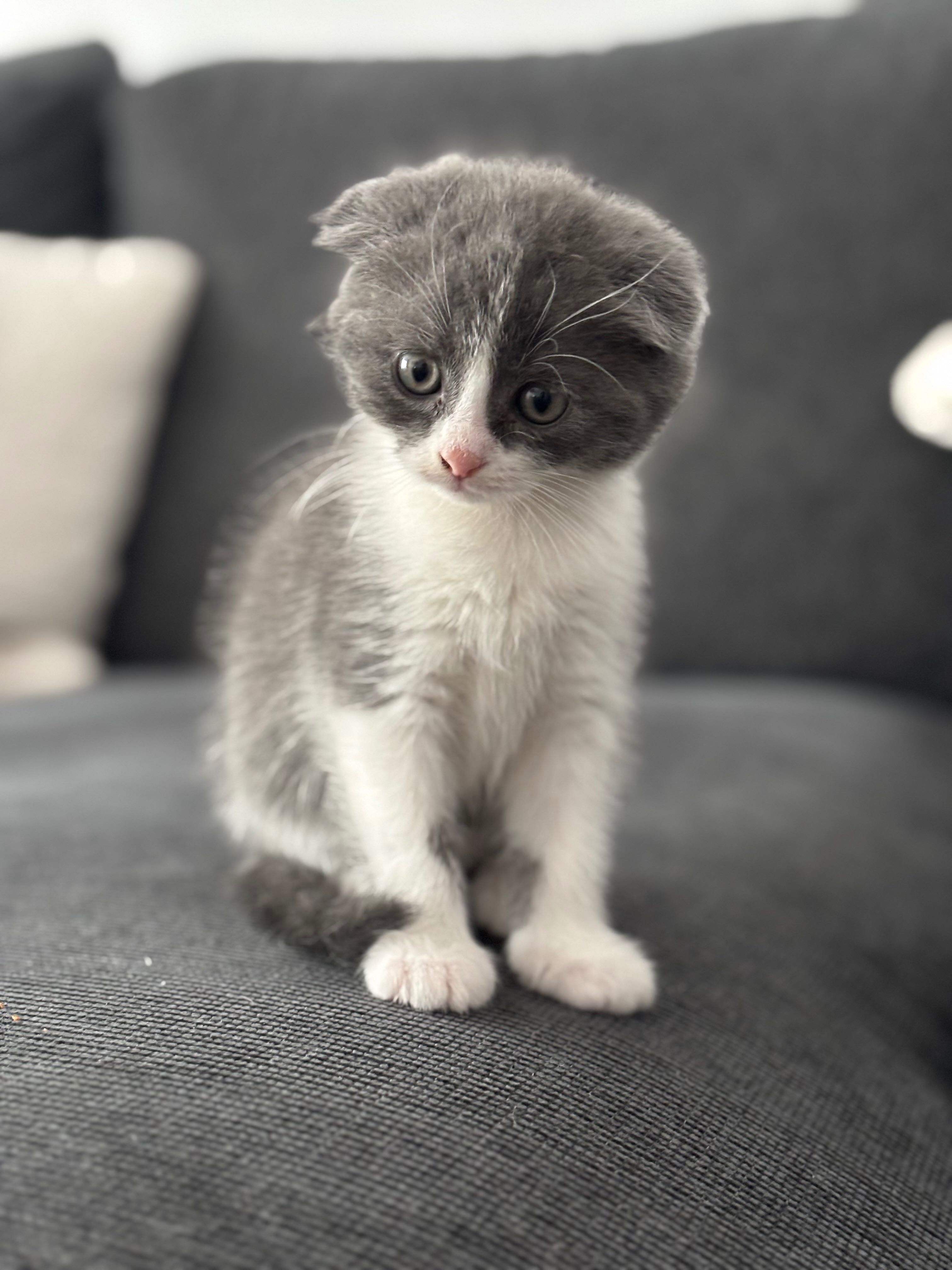 British Scottish Fold Blue