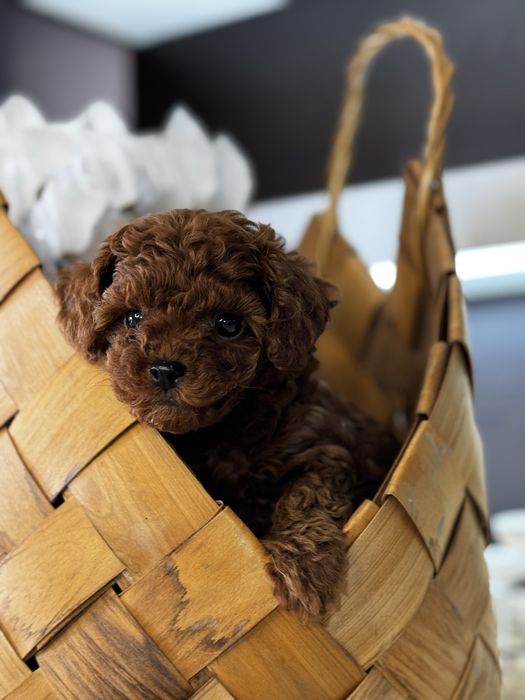 Той Пудел/ Toy Poodle