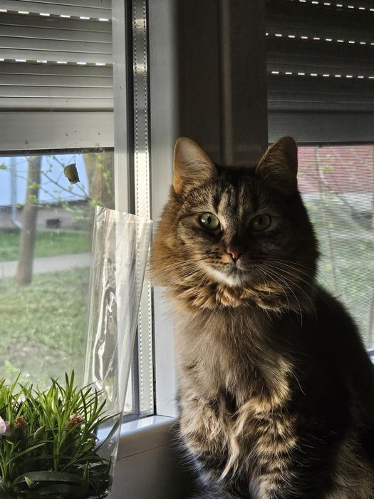 Pisica prietenoasa de donat