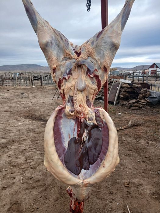 Семиз жабағы сатылады