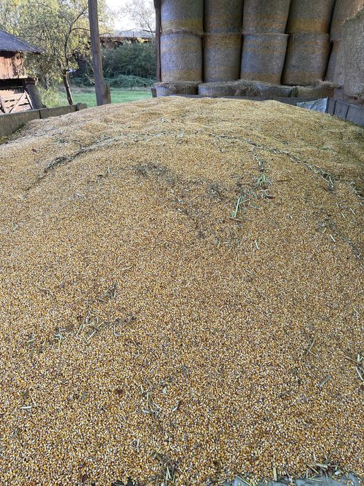 Vand porumb 30 tone uscat