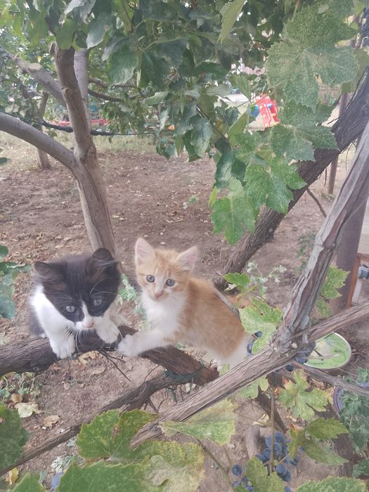 Подарявам две котенца на два месеца