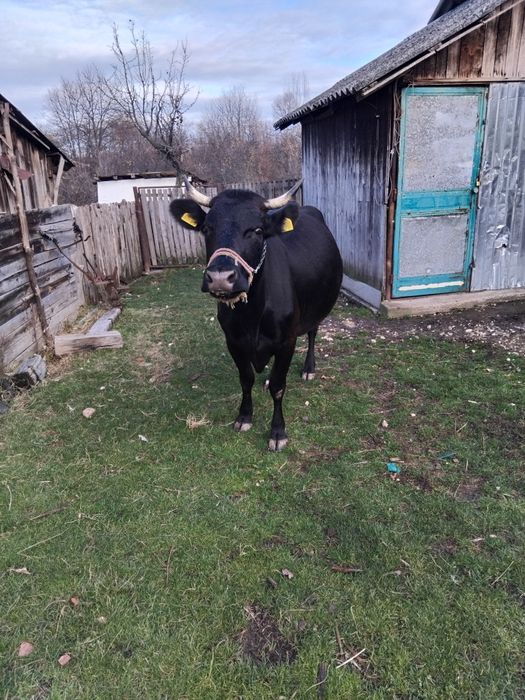 Vând vacă de ținut