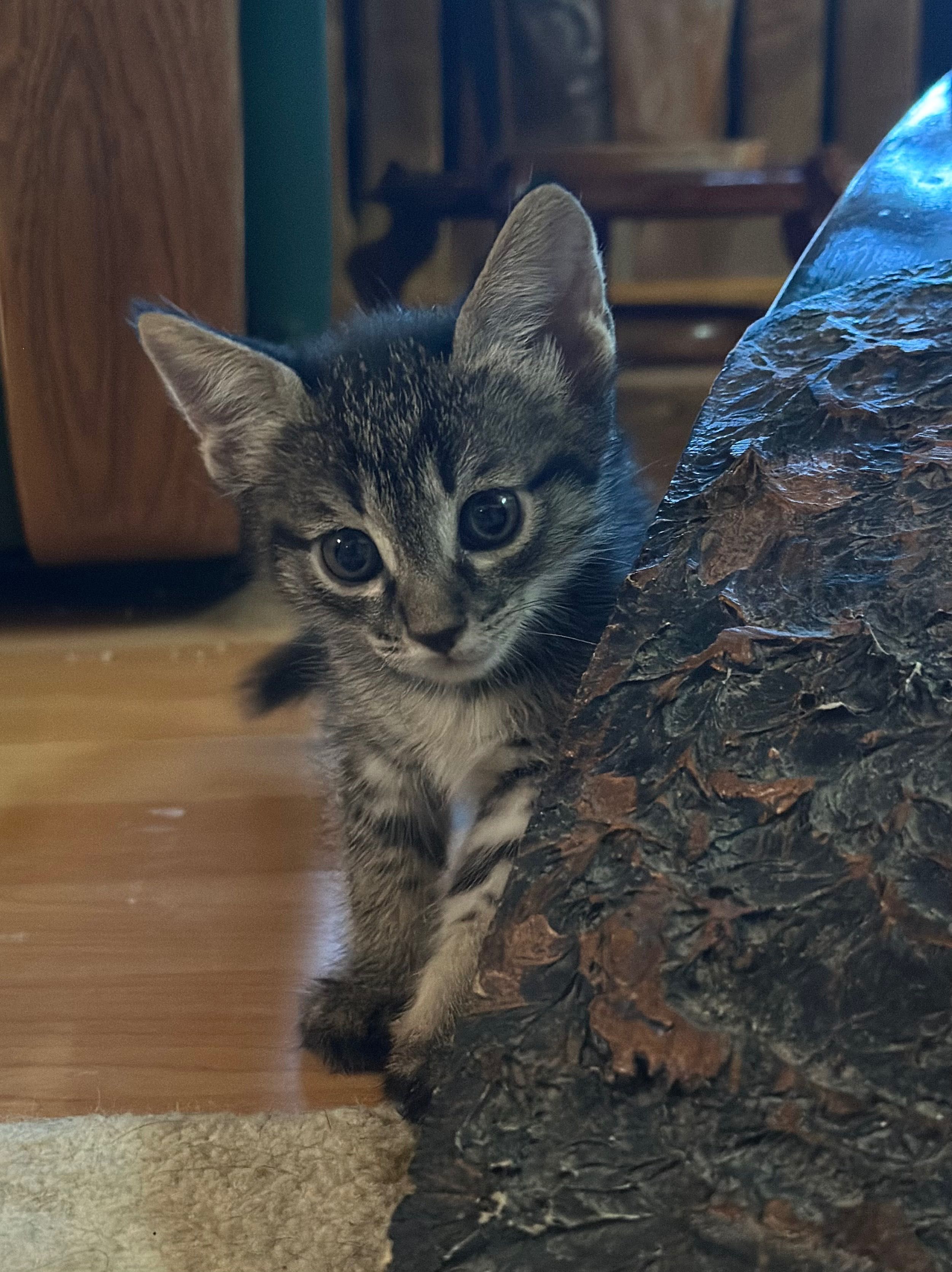 Котята 1,5 месяца