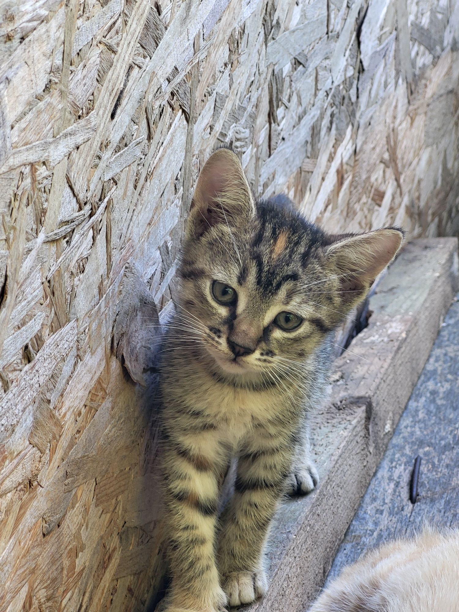 Adopție pisoi 3 luni